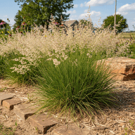 Prairie Dropseed