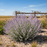 Russian Sage