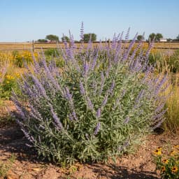 Russian Sage