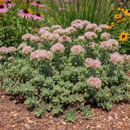 Sedum