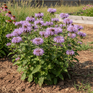 Wild Bergamot