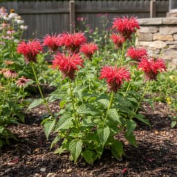 Bee Balm