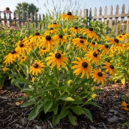 Black-Eyed Susan