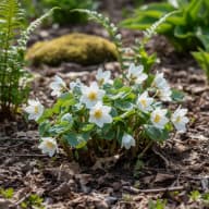 Bloodroot