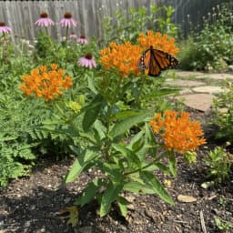 Butterfly Weed
