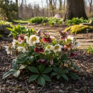 Hellebore