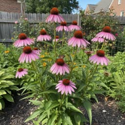Purple Coneflower