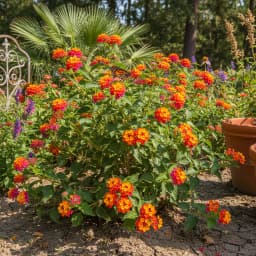 Lantana