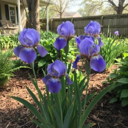 Louisiana Iris