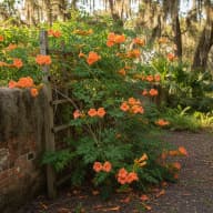 Trumpet Creeper