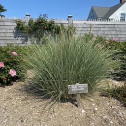 Beach Grass