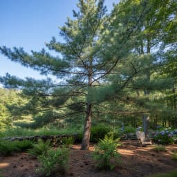 Eastern White Pine