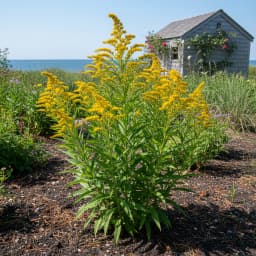 Seaside Goldenrod