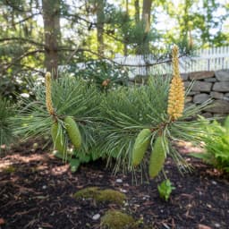 White Pine Cone and Tassel