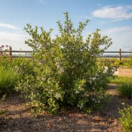 Bayberry