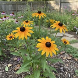Black-Eyed Susan