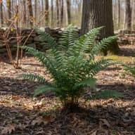Christmas Fern