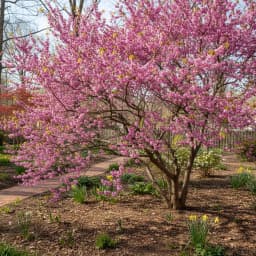 Eastern Redbud