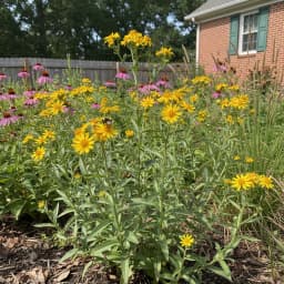 Maryland Golden Aster