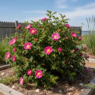 Rosa Rugosa