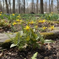 Trout Lily