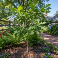 White Oak