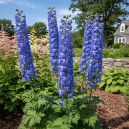 Delphinium