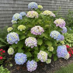 Hydrangea