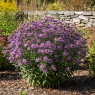 New England Aster