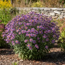 New England Aster