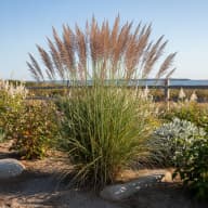 Switchgrass
