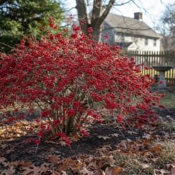 Winterberry