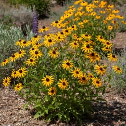 Black-Eyed Susan