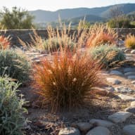 Little Bluestem