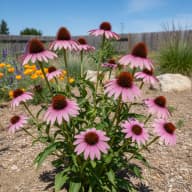Purple Coneflower