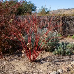 Redtwig Dogwood