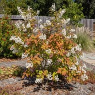 Serviceberry
