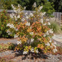 Serviceberry