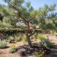White Pine
