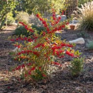Winterberry
