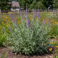 Leadplant