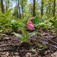 Pink Lady Slipper