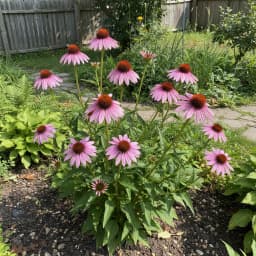 Purple Coneflower