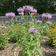 Wild Bergamot