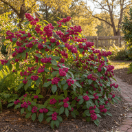 American Beautyberry