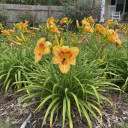 Daylily