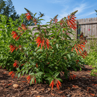 Firebush