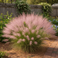 Gulf Muhly Grass