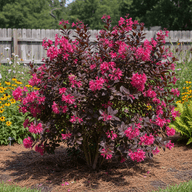 Loropetalum