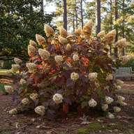 Oakleaf Hydrangea